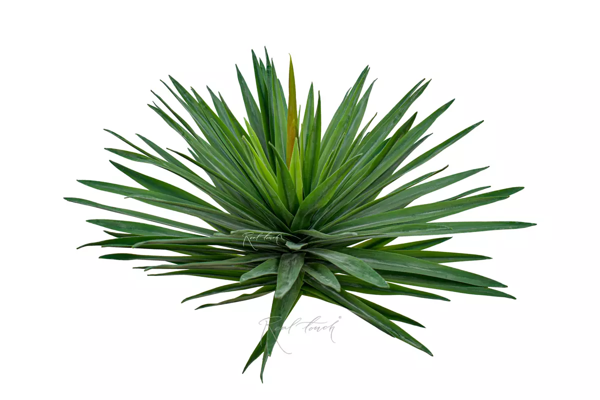 Yucca Garden small - green