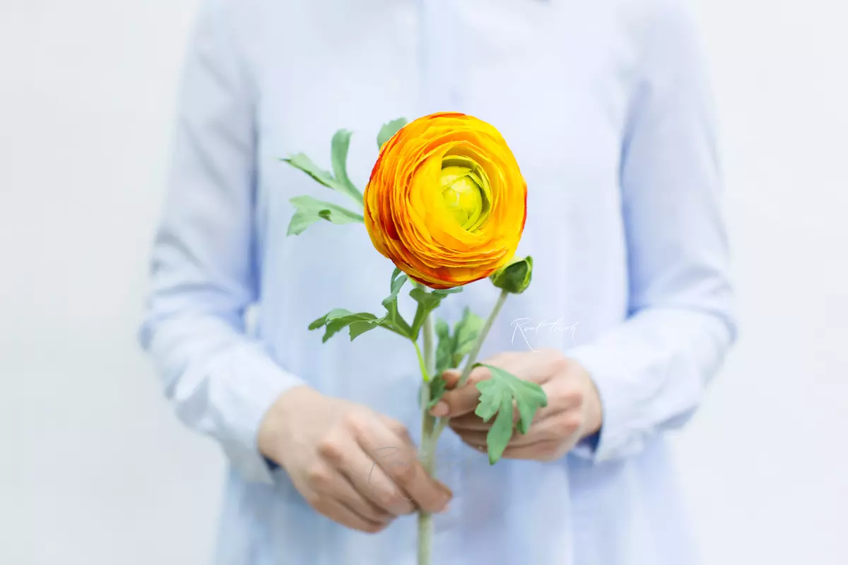 Ranunculus Clooney large - orange