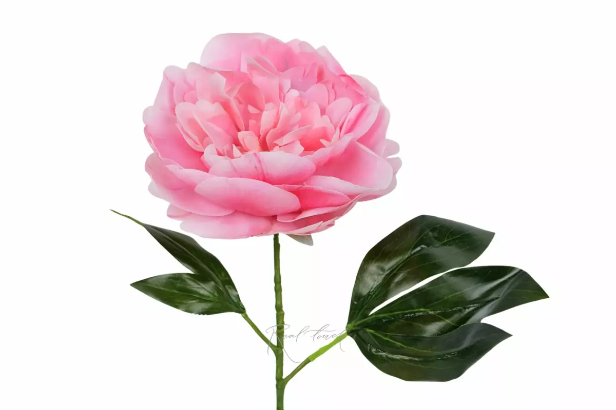 Peony - pink