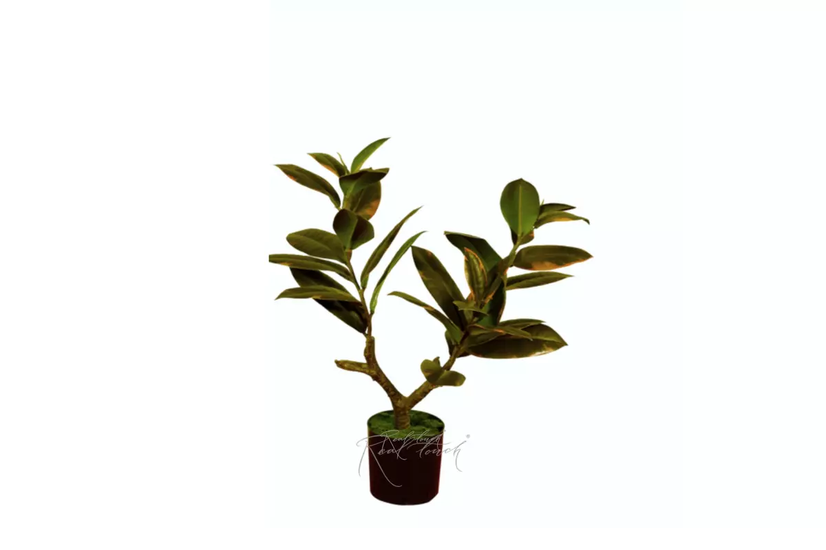 Ficus Elastica Melanie 51cm - Pink green