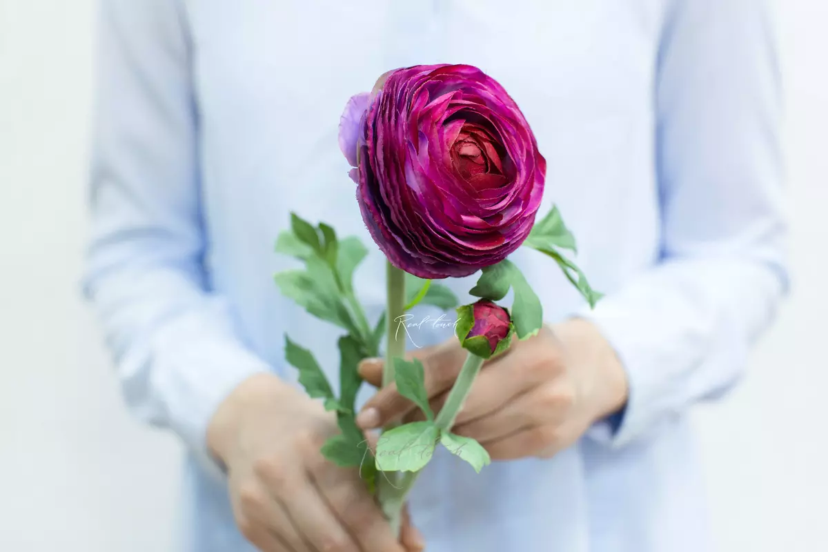Ranunculus Clooney large - burgundy 