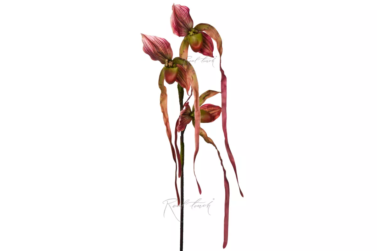 Cymbidium 70cm - Pink purple