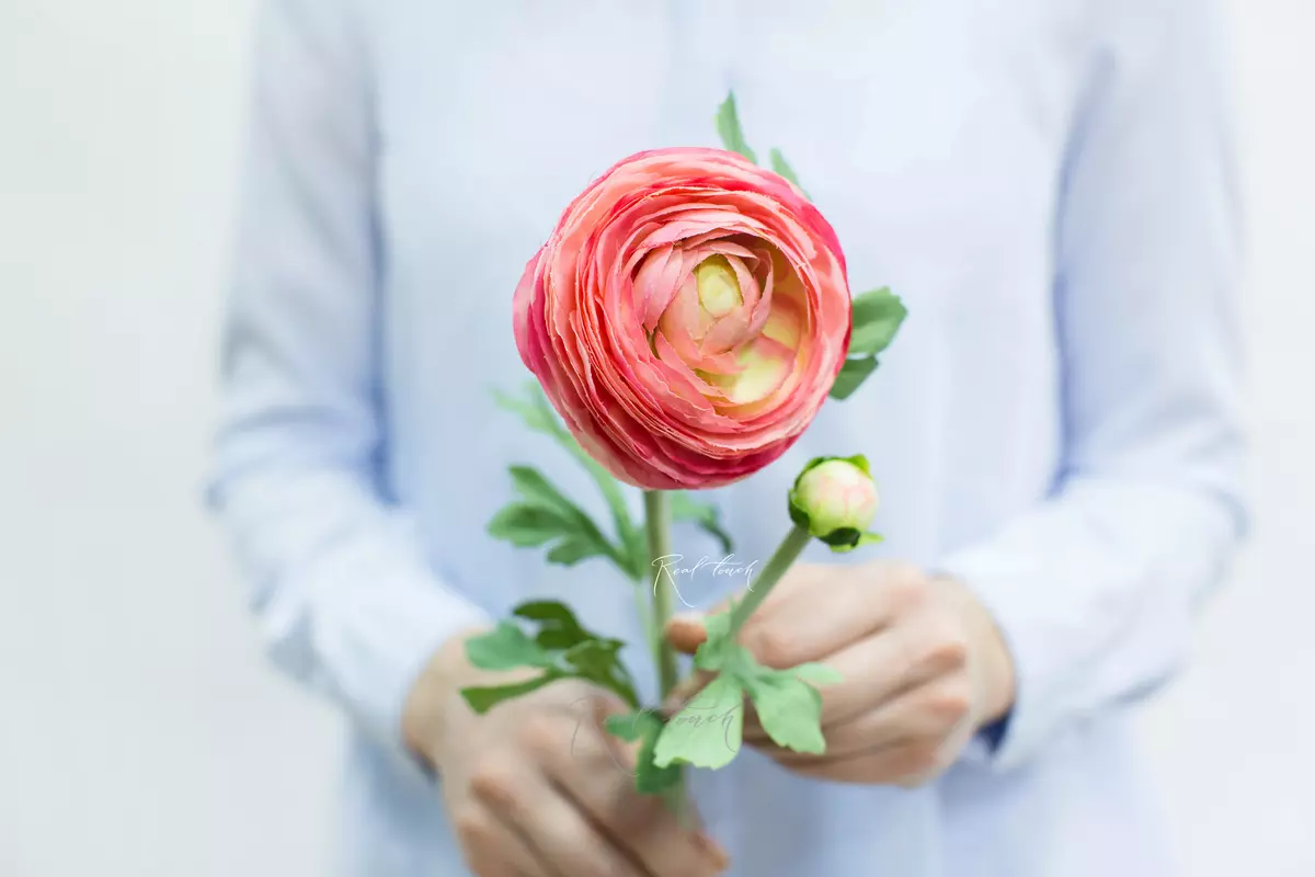 Ranunculus Clooney large - pink