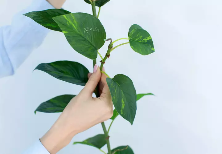 Real Touch Pothos vine 185cm garland - green
