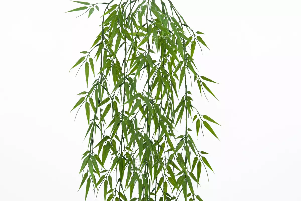 Narrow Leaf Bamboo hanging plant - green