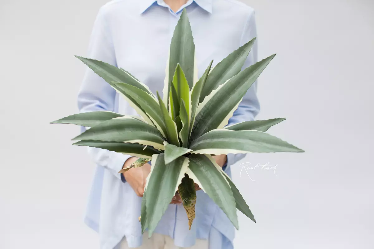 American Agave 48cm without cache-pot, 21 leaves - white green
