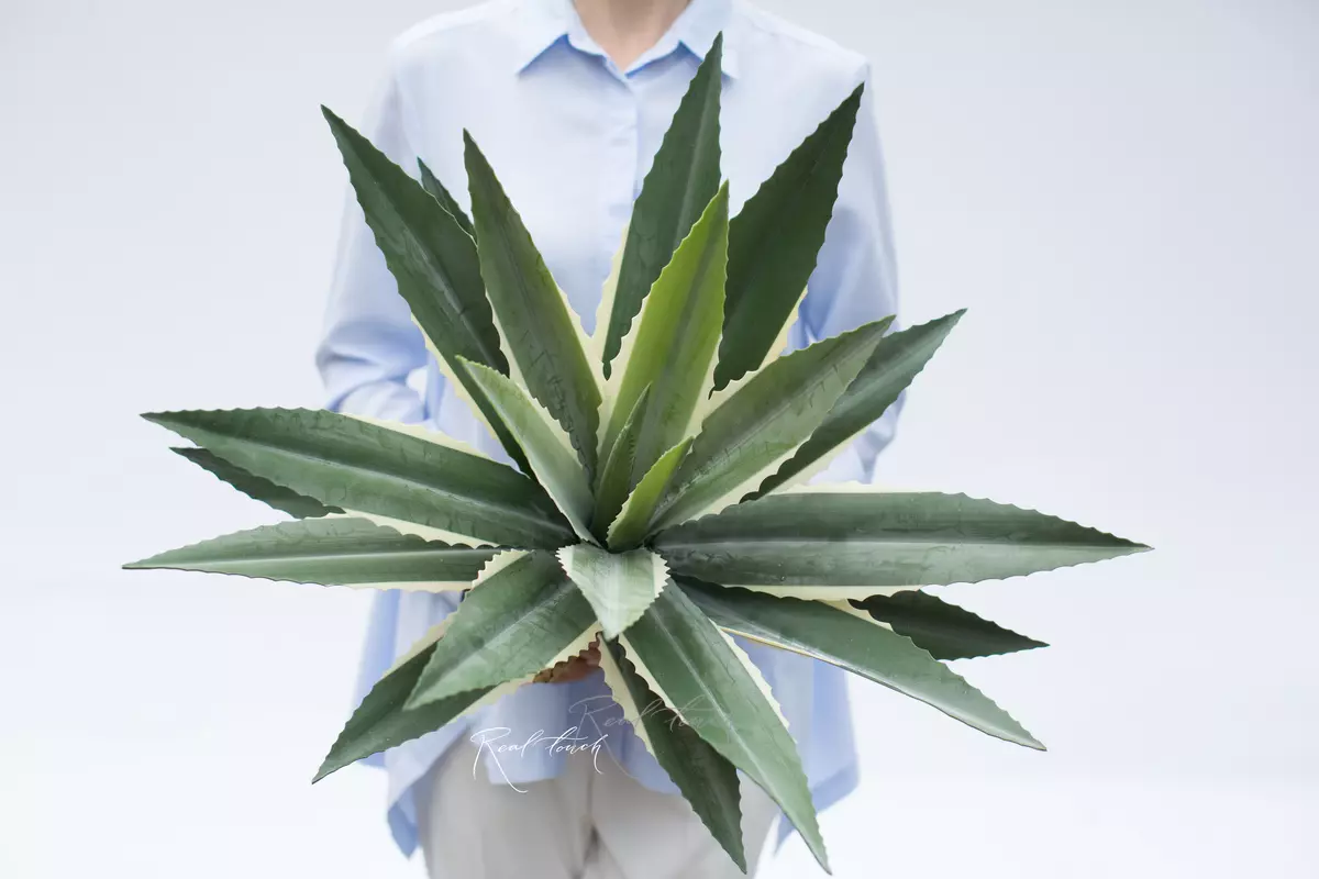American Agave 55cm without cache-pot, 21 leaves - white green