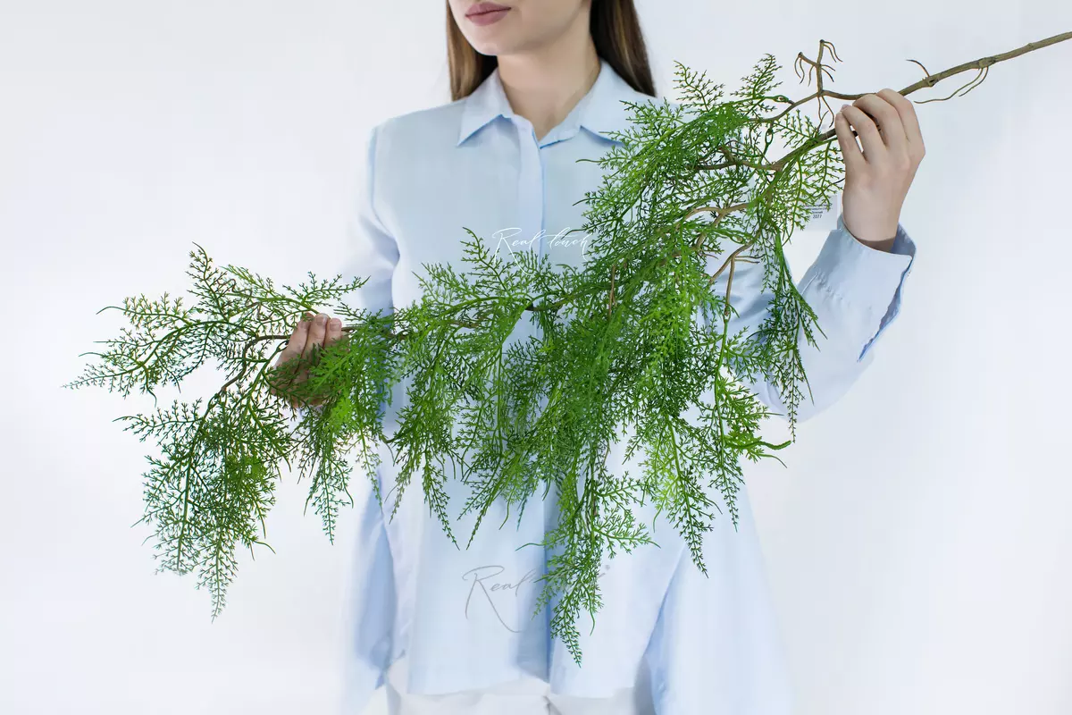 Asparagus pinnate on a lignified stem - green