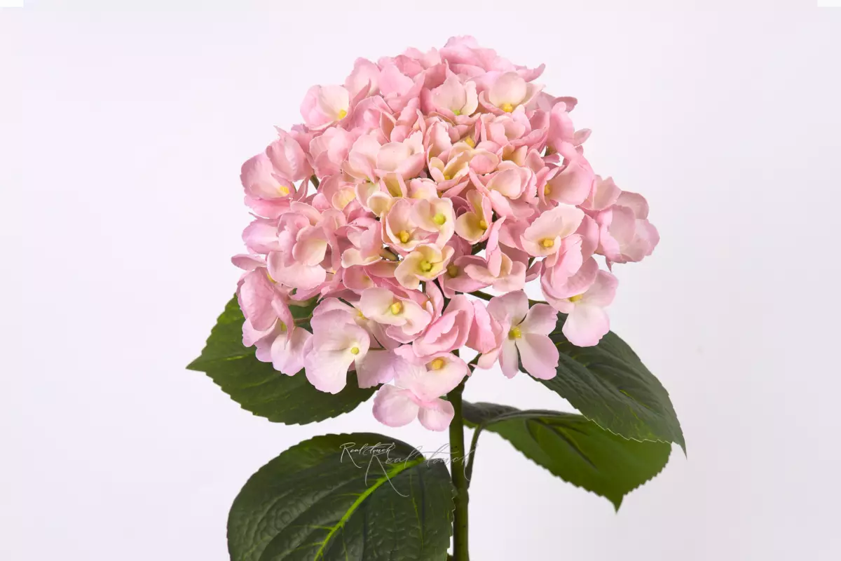 Hydrangea macrophylla on the stem - light pink