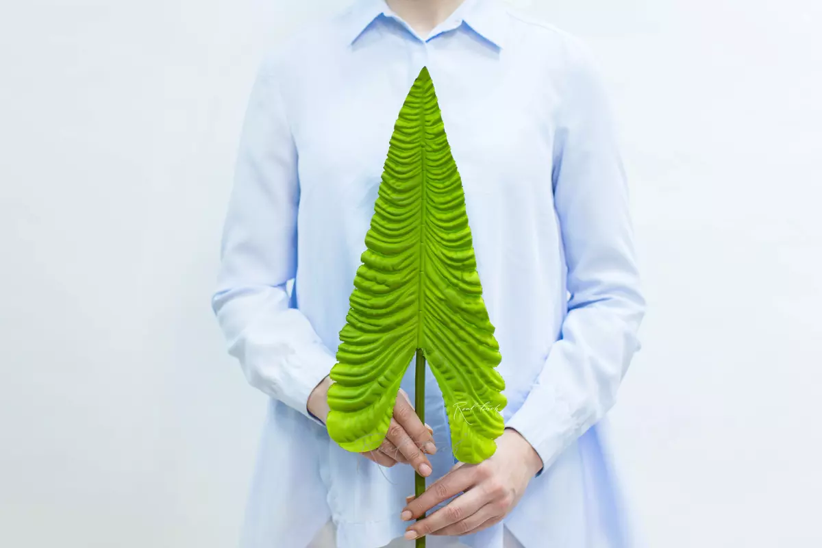 Leaf of Anthurium Veitch - light green