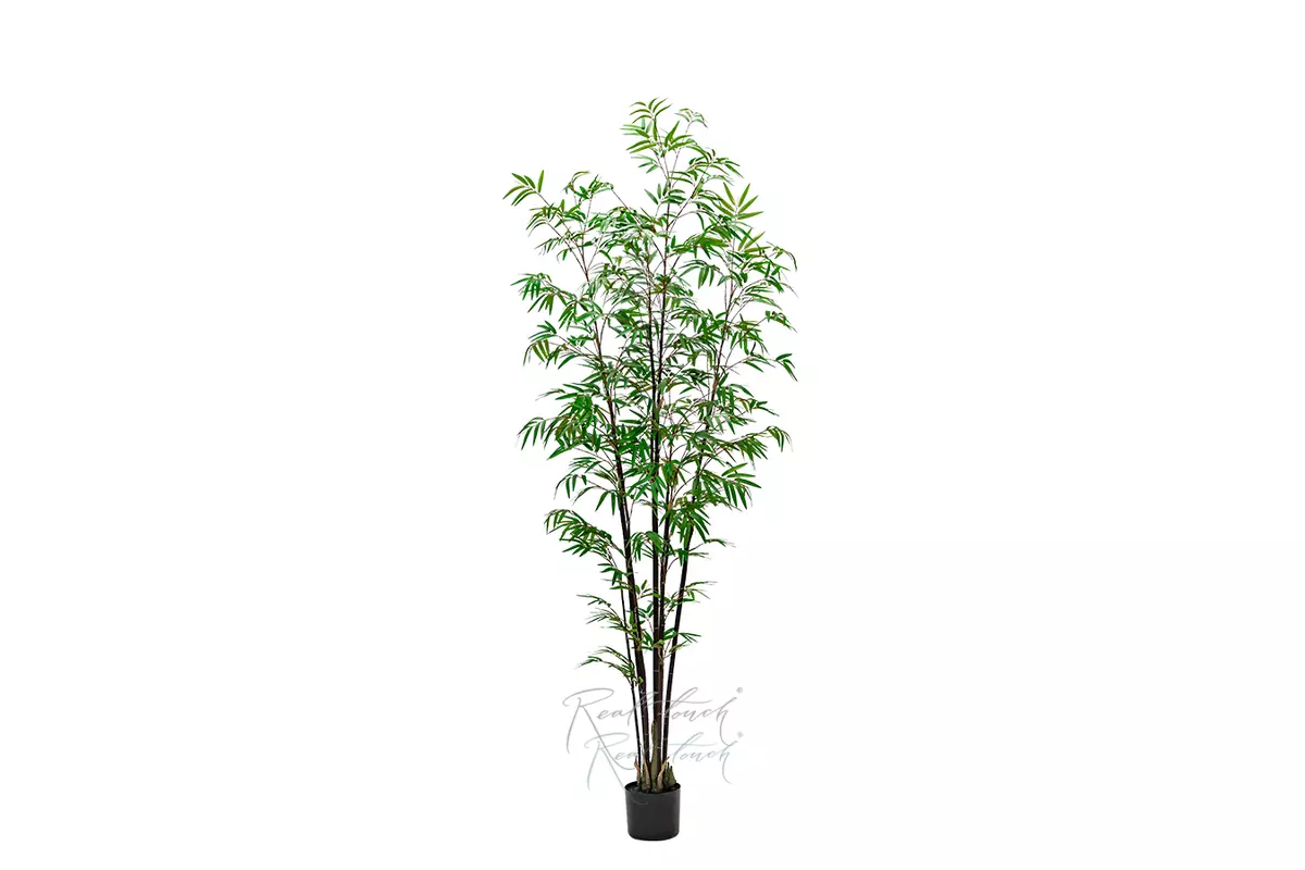 Real Touch Bamboo Bissetii 210cm - Dark green Real Touch Bamboo Bissetii 210cm - Dark green