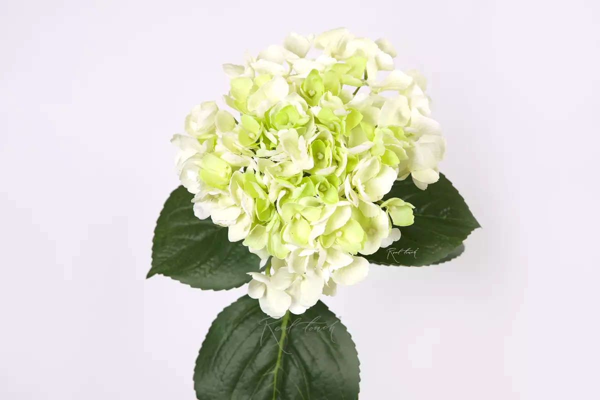 Hydrangea macrophylla on the stem - white green
