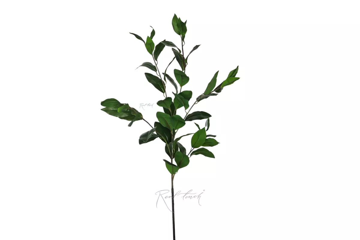 Branch with laurel leaves (5 branches) - green