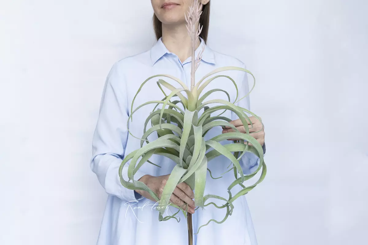 Tillandsia Xerographica Air plant in bloom - dusty green Tillandsia Xerographica Air plant in bloom - dusty green