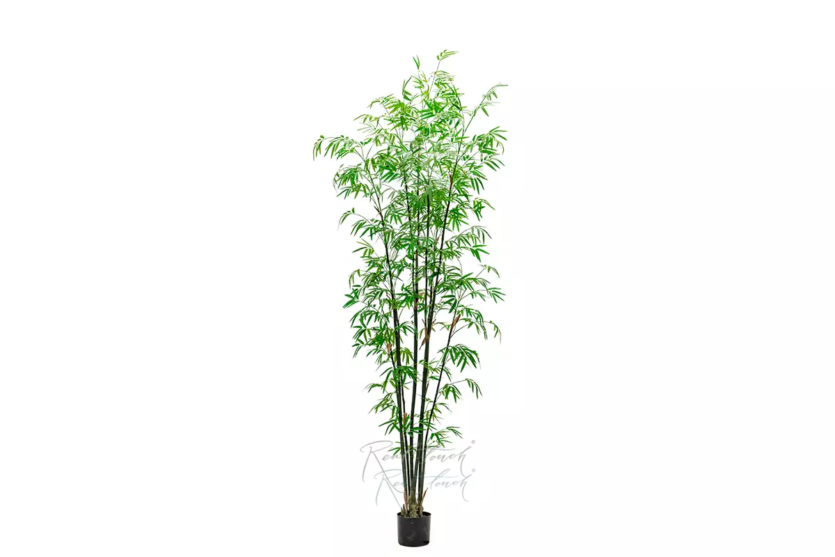 Real Touch Bamboo Bissetii 240cm  - green