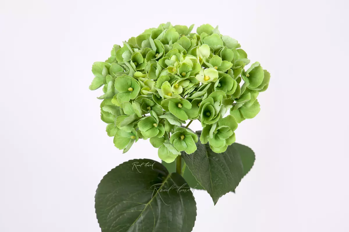 Hydrangea macrophylla on the stem - green
