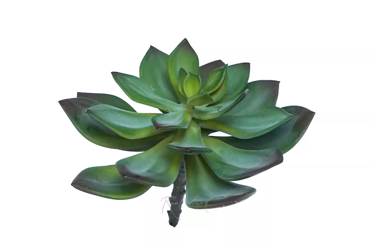 Succulent Echeveria Marrom - Dark green