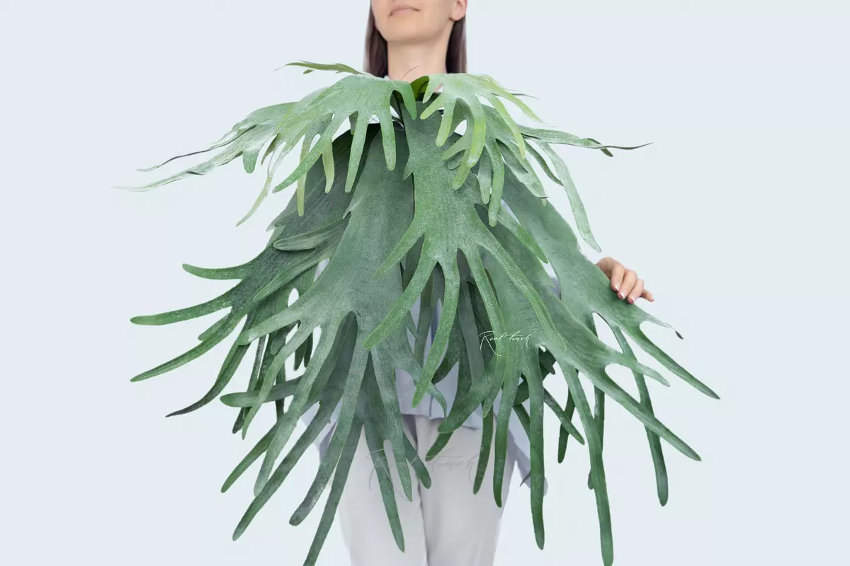 Platycerium volumetricum - light green