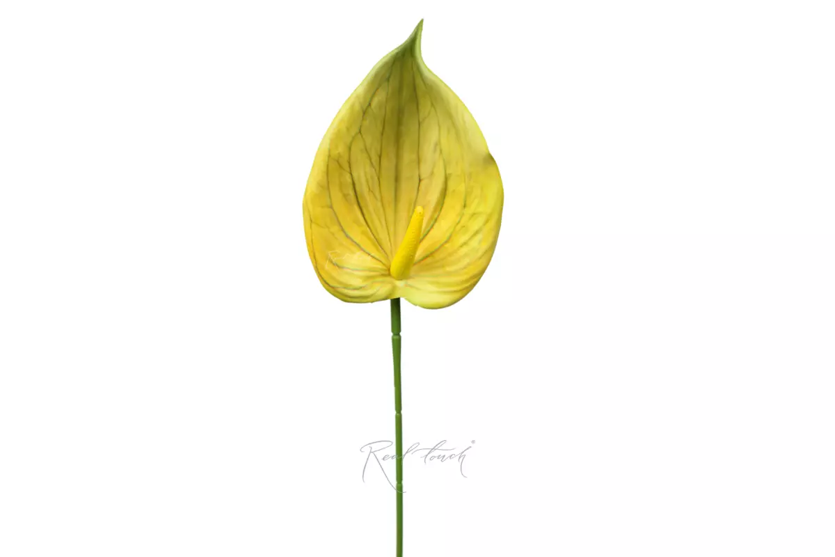 Anthurium 3D - Yellow green