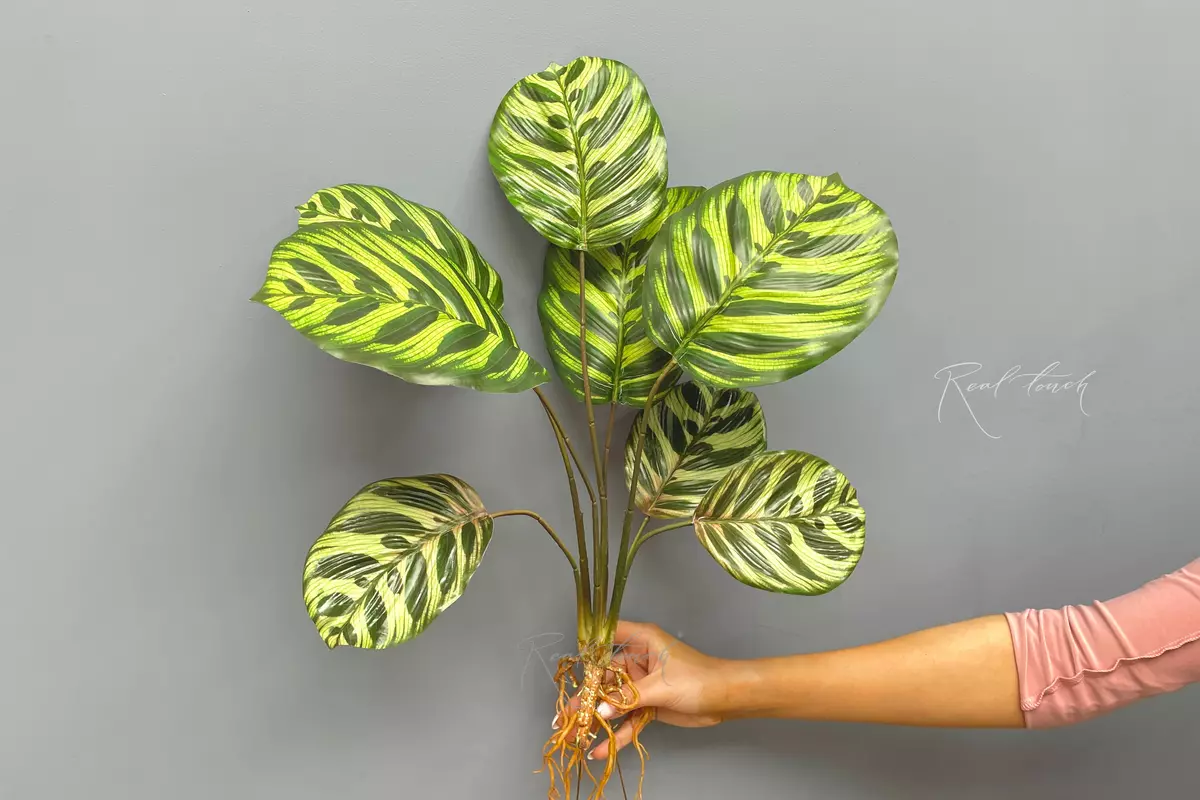 Сalathea makoyana bush of 8 leaves with roots - green