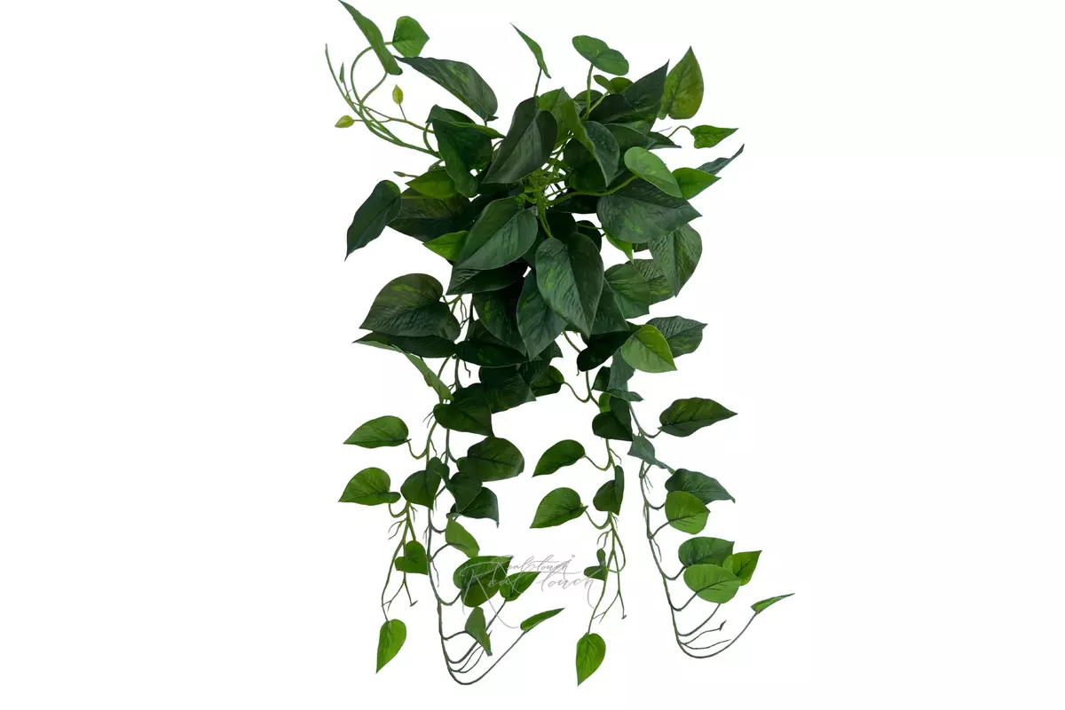 Scindapsus Jade Satin - green Scindapsus Jade Satin - green