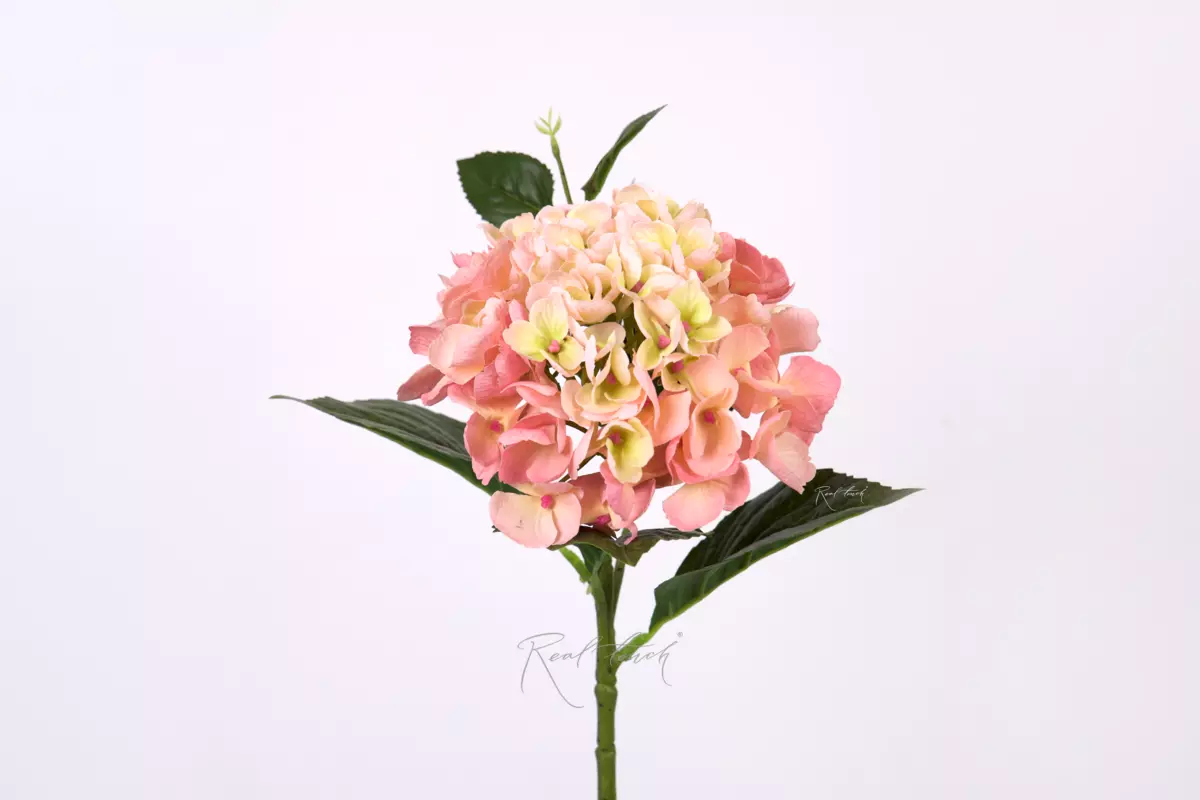 Hydrangea macrophylla small on the stem - peach pink Hydrangea macrophylla small on the stem - peach pink