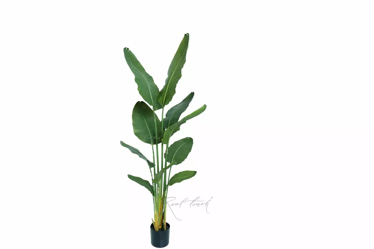 Premium strelitzia nicolai 160cm in a pot - green