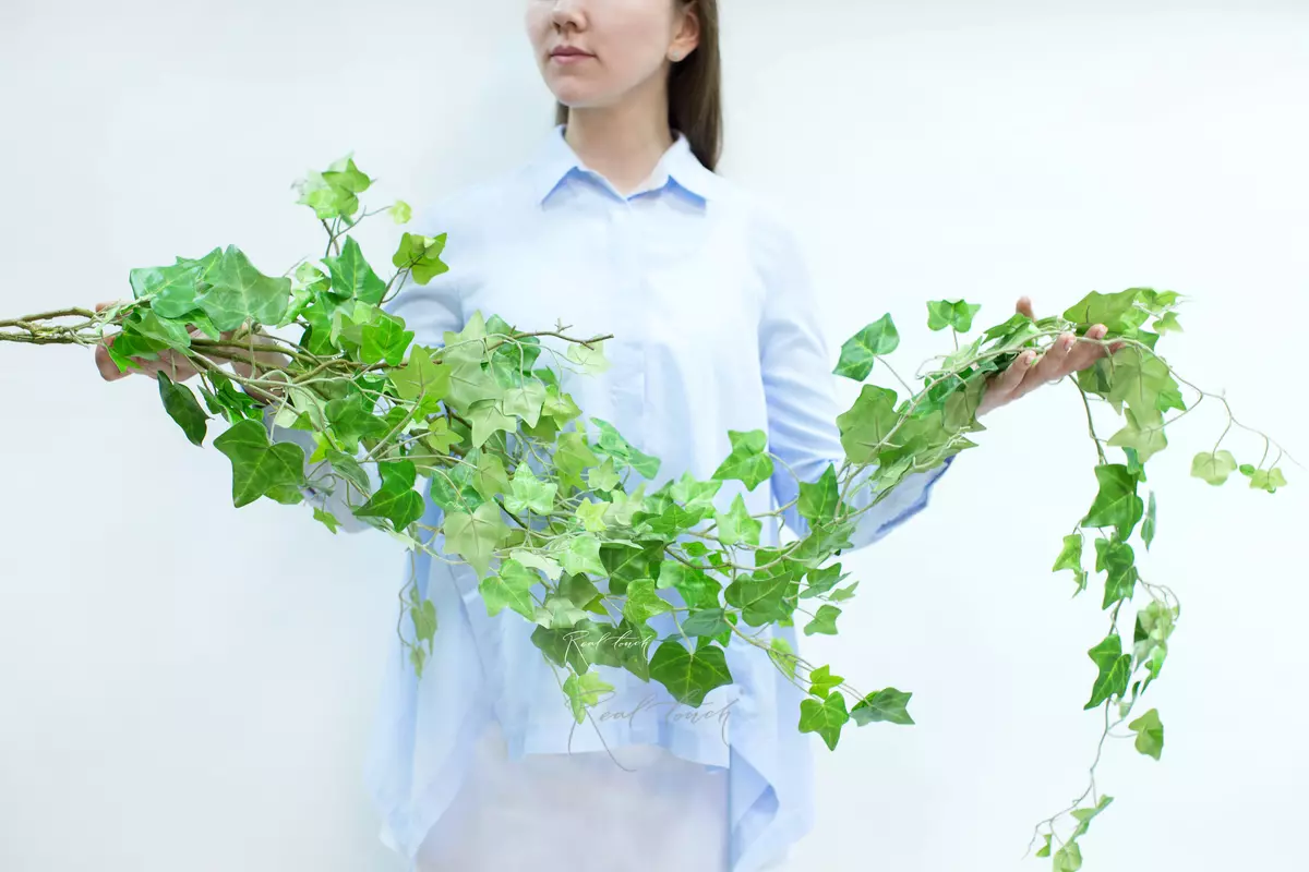 Big ivy - green Big ivy - green