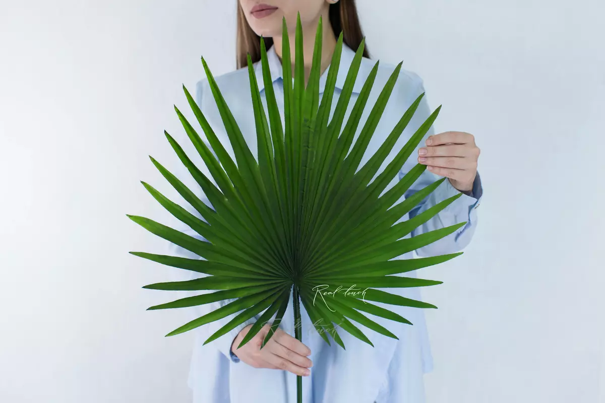 Chamaerops leaf (fan palm) medium - green Chamaerops leaf (fan palm) medium - green