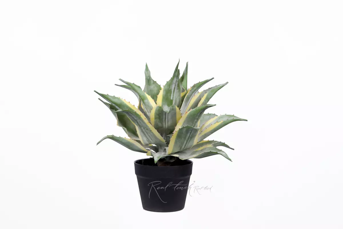 Yucca Ivory Tower small in pot - green