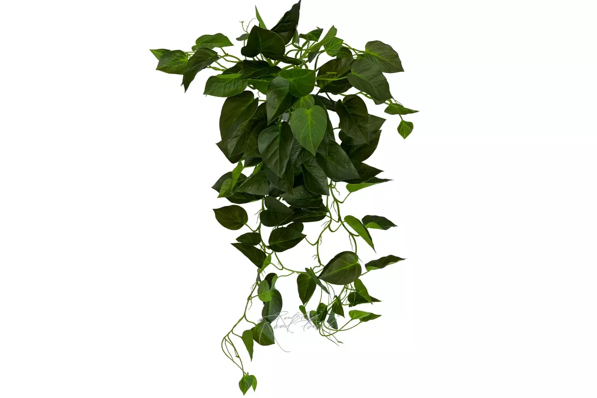 Scindapsus Jade - green Scindapsus Jade - green