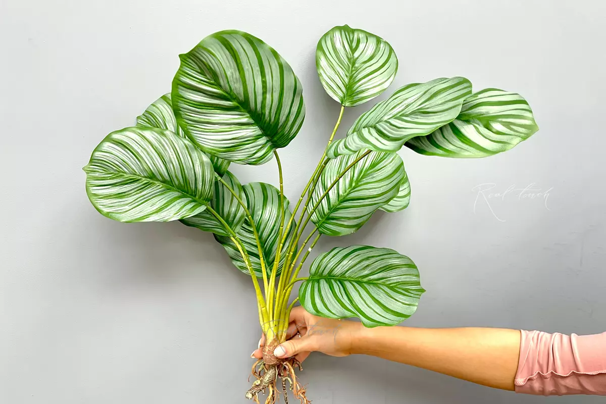 Calathea round-leaved bush of 12 leaves with roots - green Calathea round-leaved bush of 12 leaves with roots - green