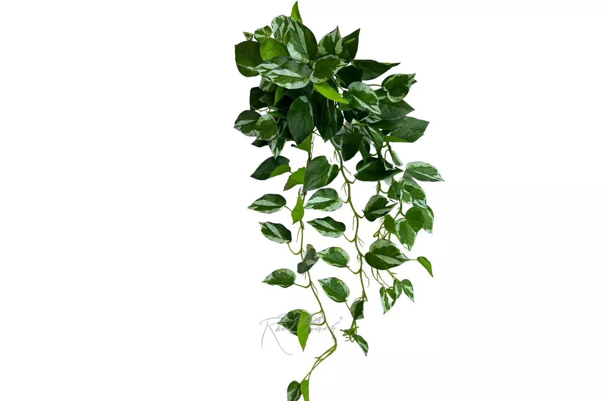 Scindapsus Manjula - white green