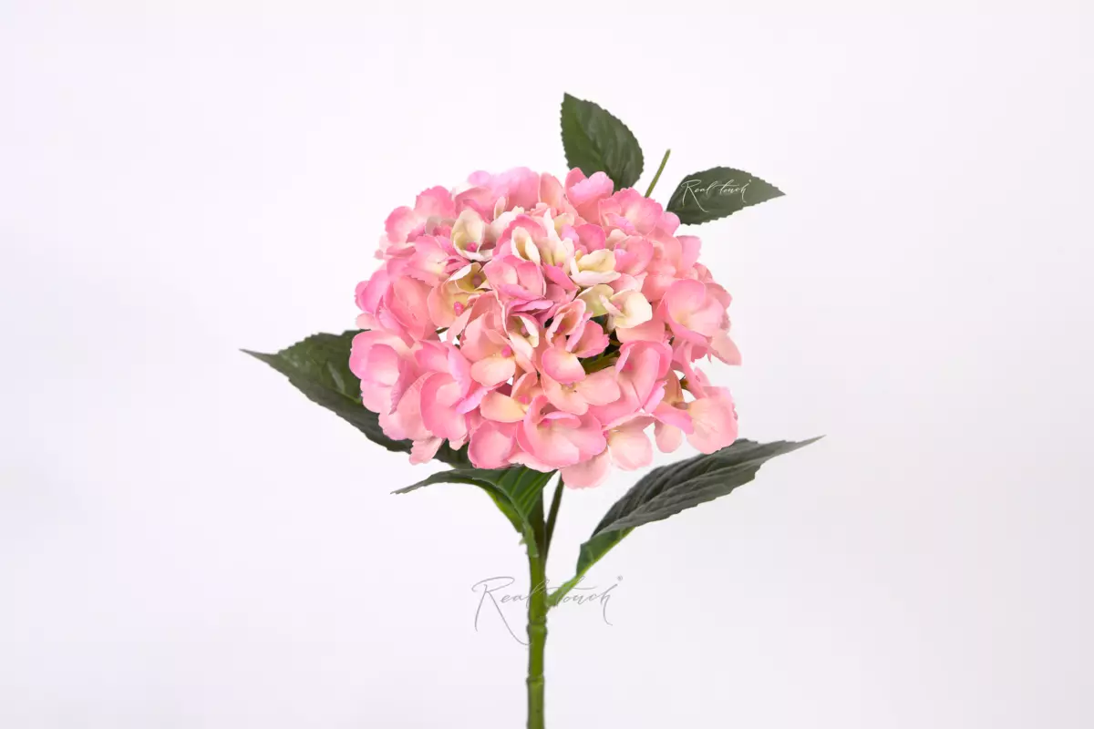 Hydrangea macrophylla small on the stem - Dark pink