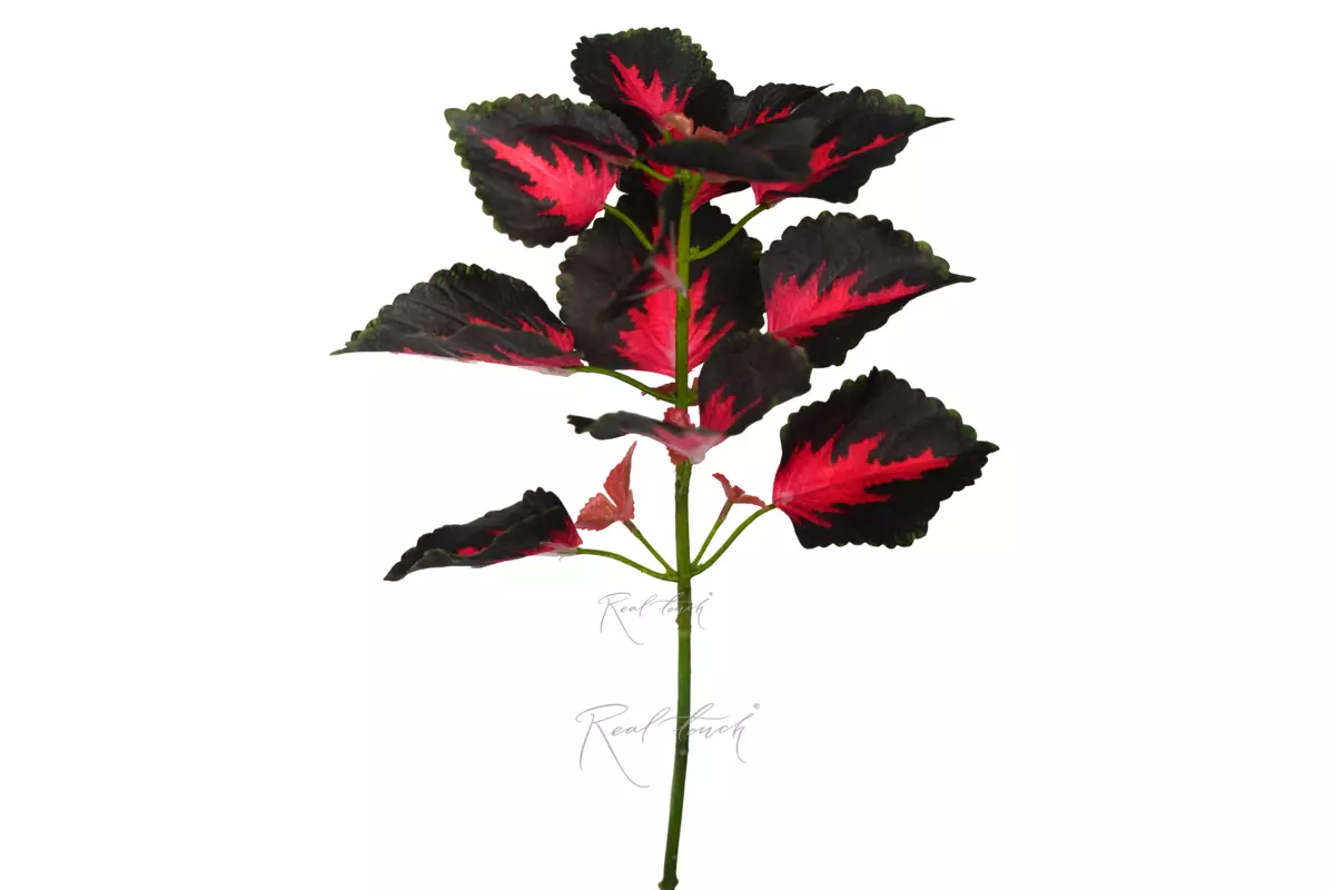 Coleus twig 50cm - Dark green with red