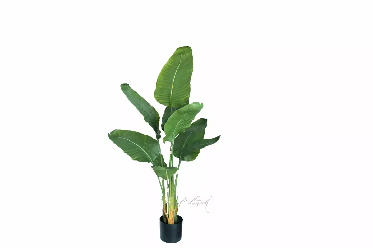 Premium strelitzia nicolai 120cm in a pot - green