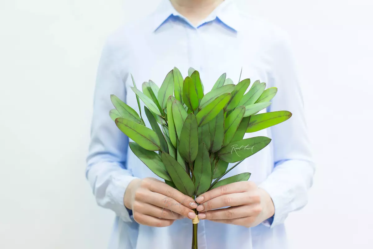 Real Touch Eucalyptus Populus (8 branches) - green burgundy Real Touch Eucalyptus Populus (8 branches) - green burgundy