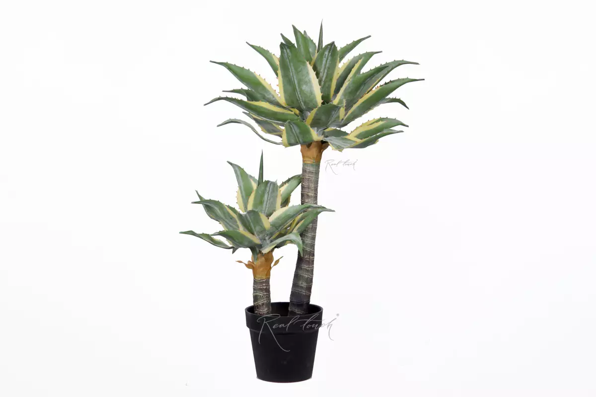 Yucca Ivory Tower high in pots - green