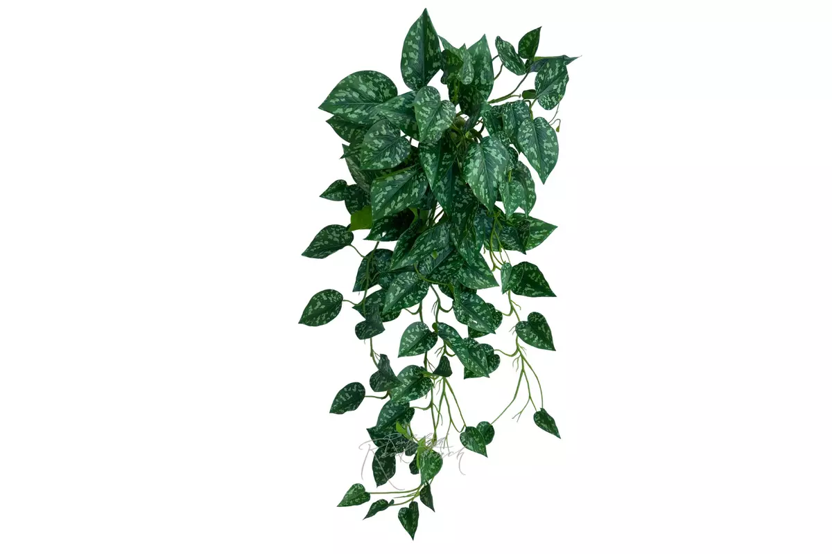 Scindapsus pictus - white green