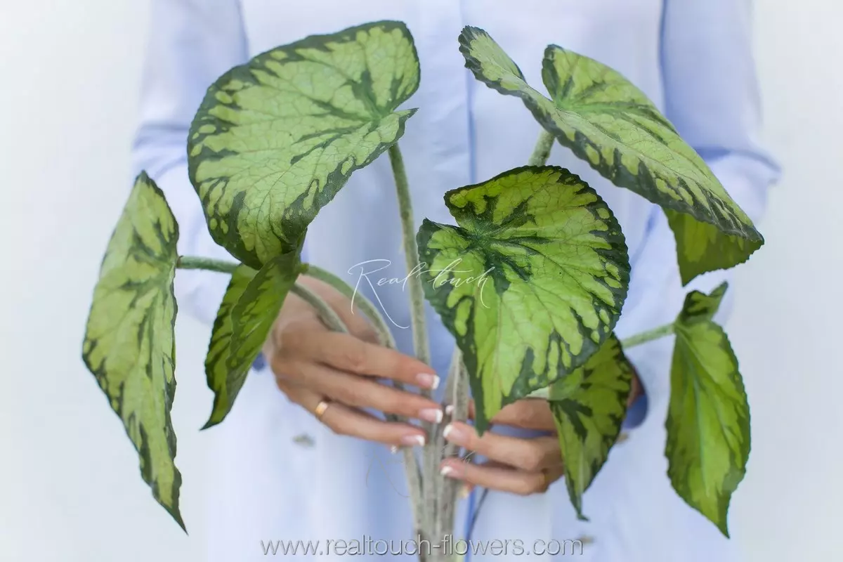 Begonia large - green