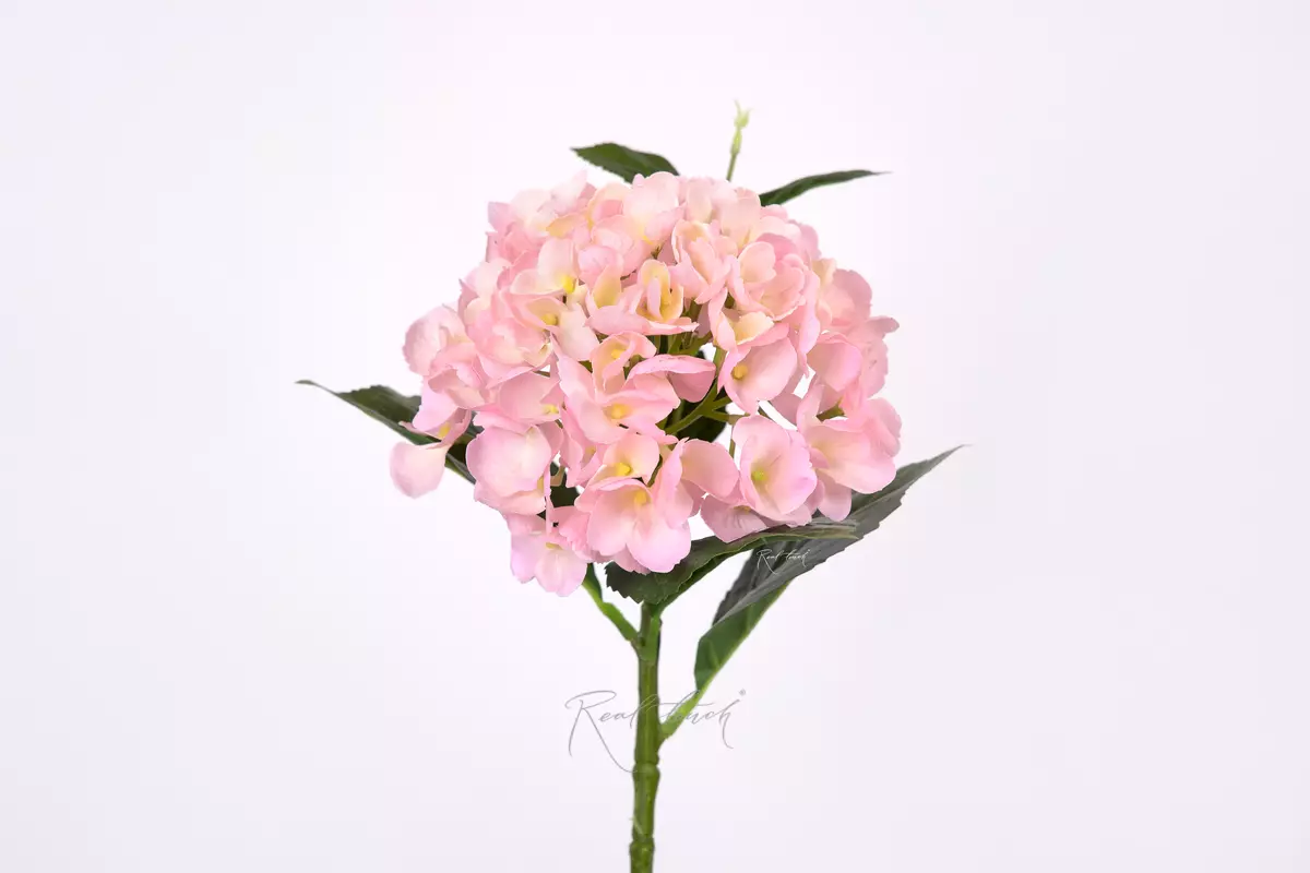 Hydrangea macrophylla small on the stem - light pink Hydrangea macrophylla small on the stem - light pink