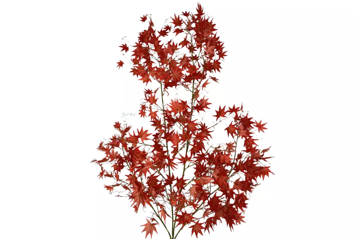 Maple branch - red Maple branch - red