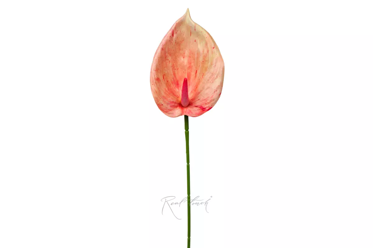 Anthurium 3D - pink yellow