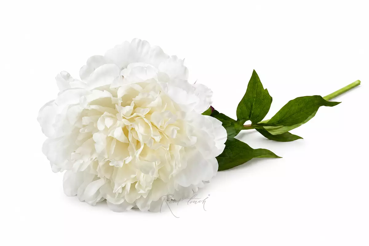 Peony Terry - white Peony Terry - white