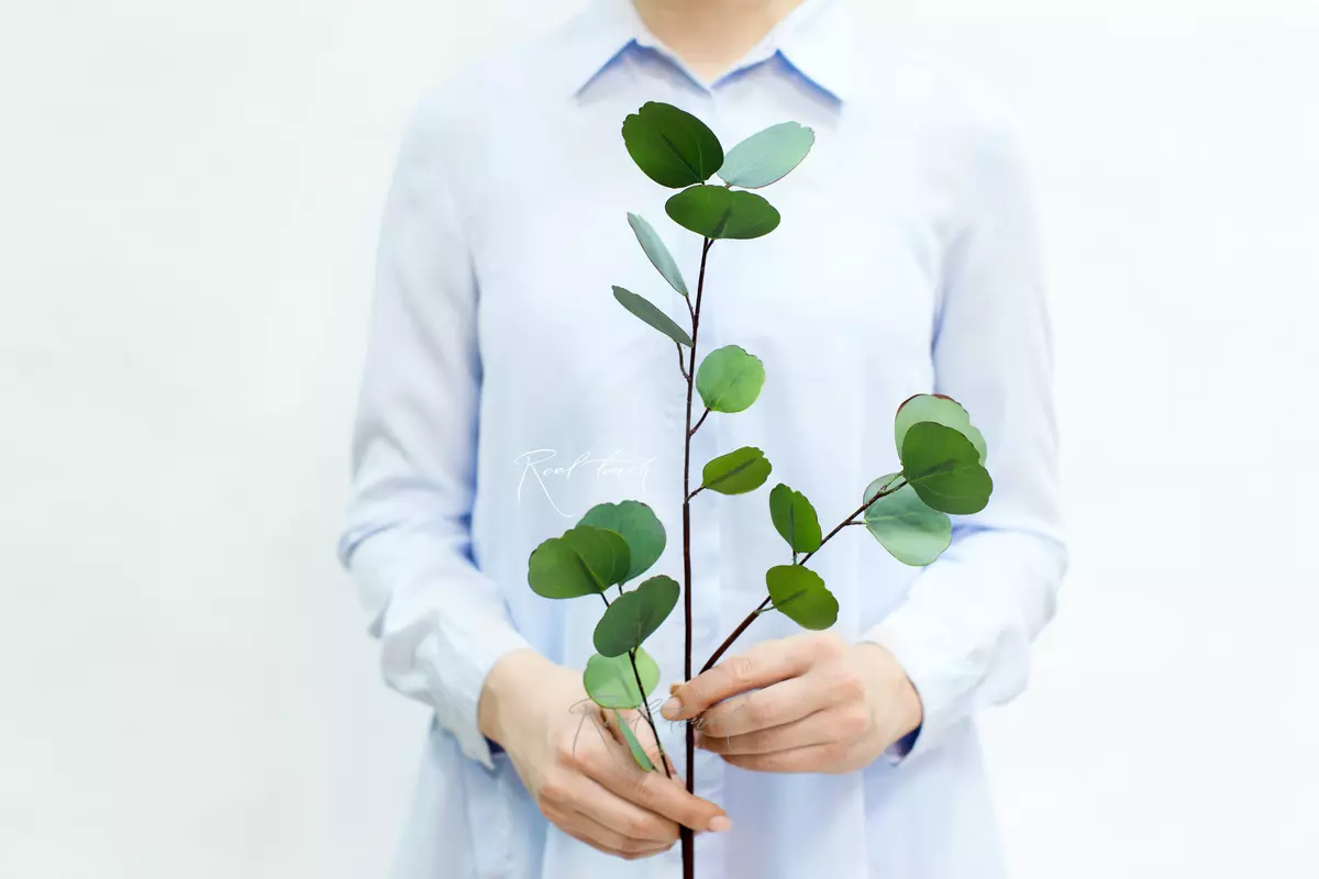 Real Touch Eucalyptus Silver Dollar small branch - green