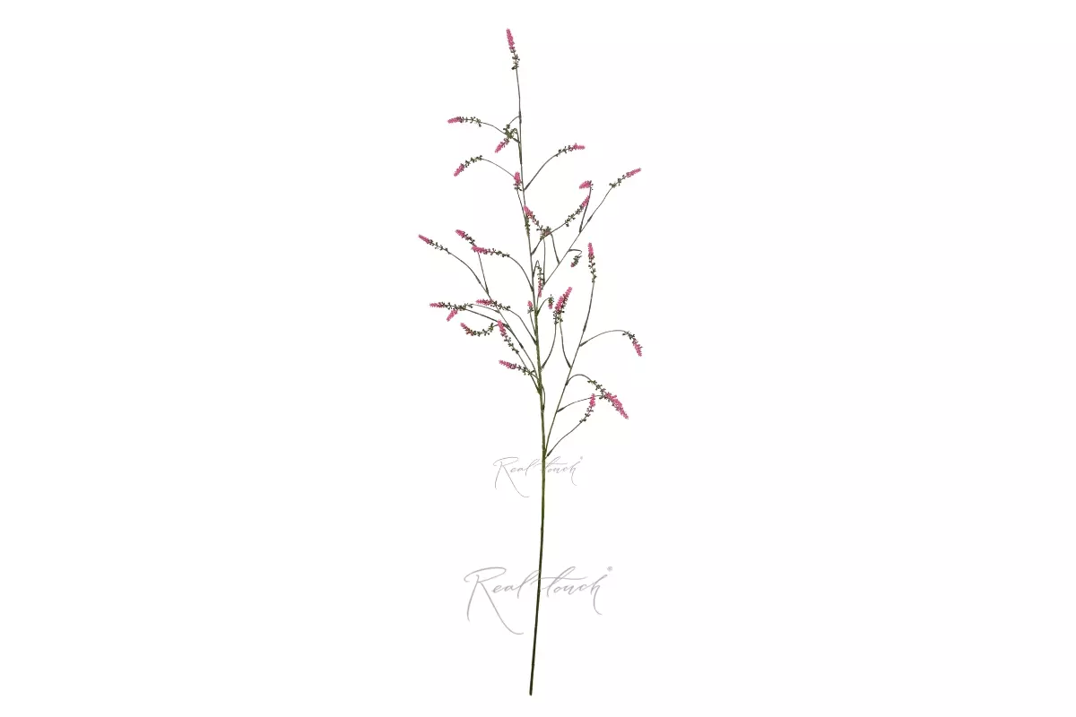 Setaria - pink