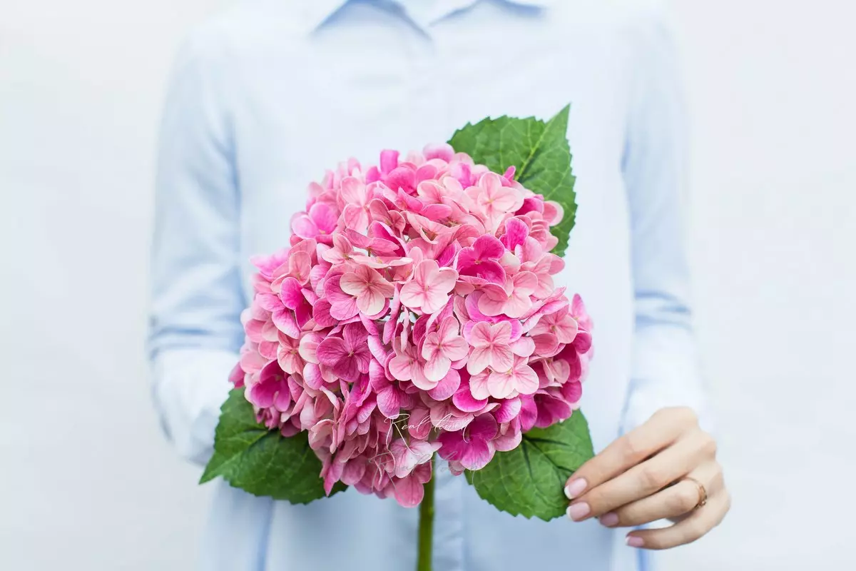 Real Touch Garden Hydrangea (with stem) - fuchsia Real Touch Garden Hydrangea (with stem) - fuchsia
