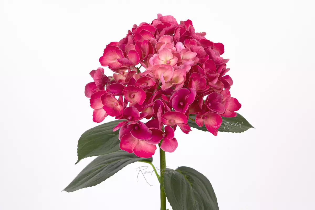 Hydrangea macrophylla on the stem - Dark fuchsia