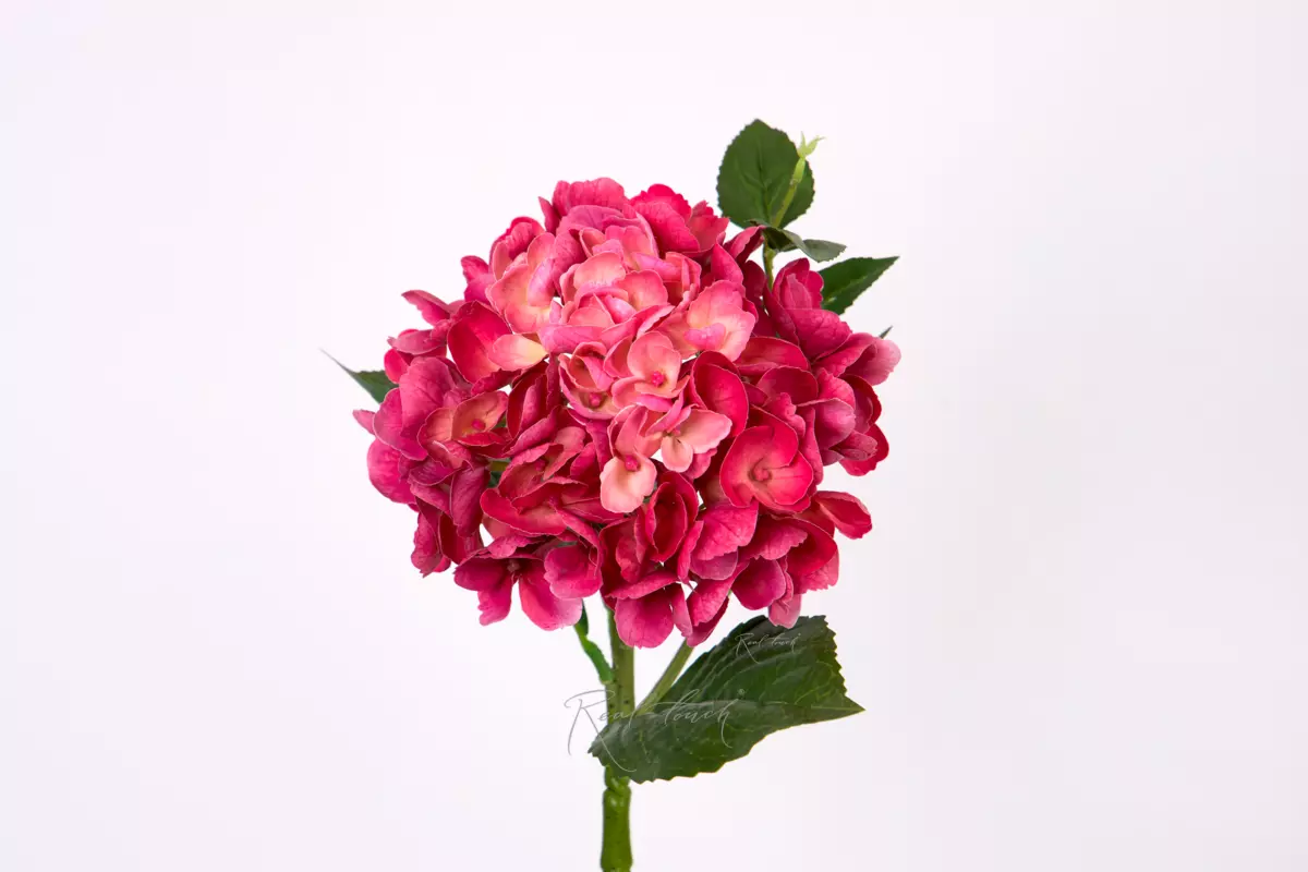 Hydrangea macrophylla small on the stem - Dark fuchsia