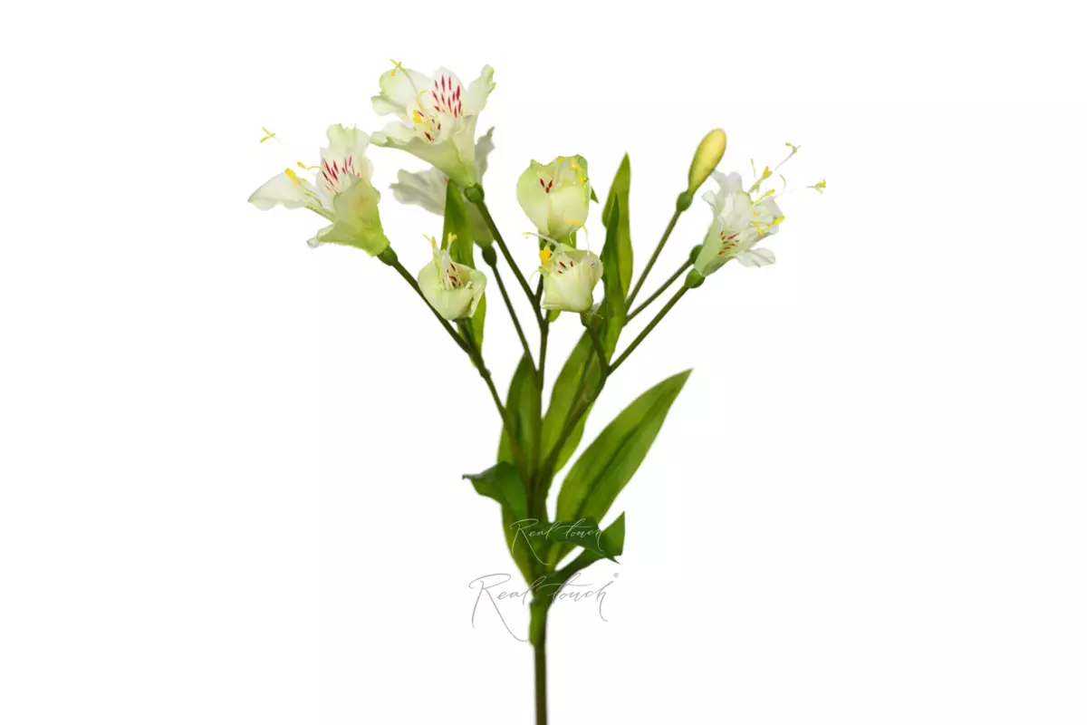 Alstroemeria - white